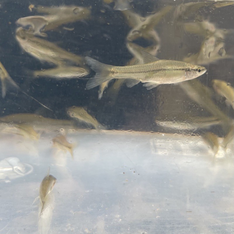 野生原生麥穗魚浮水仔車栓仔羅漢魚尖嘴仔 蝦皮購物