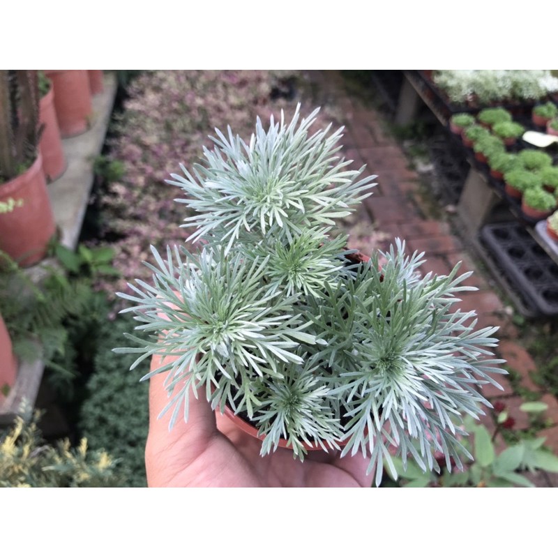 多肉好好買觀葉植物朝霧 蝦皮購物