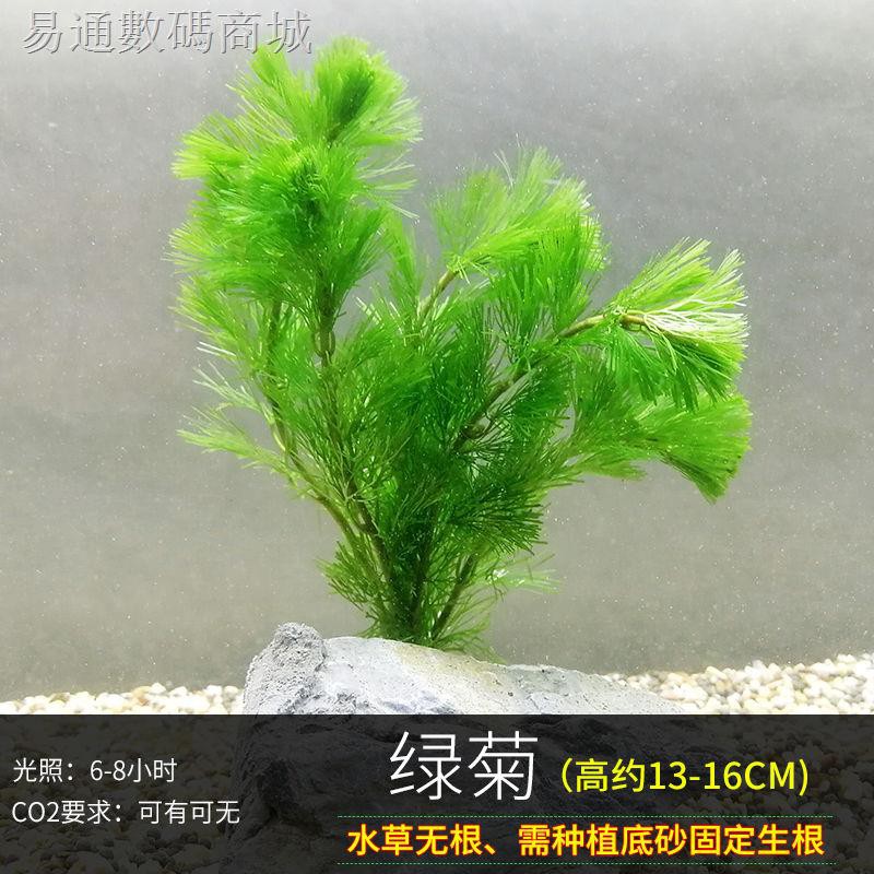 店長推薦 魚缸 水族造景魚缸裝飾真水草套餐活體綠菊水竹宮廷紅波植物中后景水草 蝦皮購物