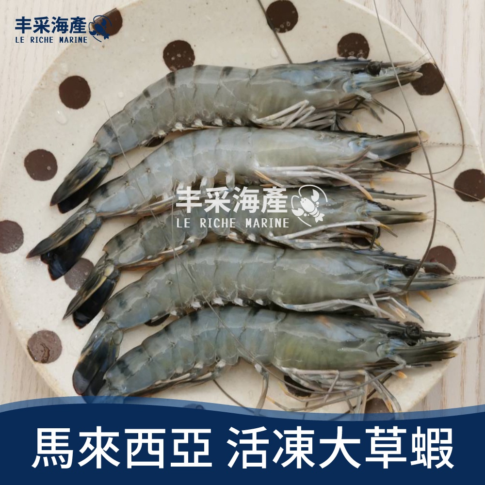 【丰采海產🦞】馬來西亞 天然粗放活凍特大草蝦