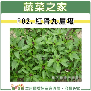【蔬菜之家滿額免運】F02.紅骨九層塔種子500顆(紅骨羅勒.香味濃.葉片窄)香辛 辛香類