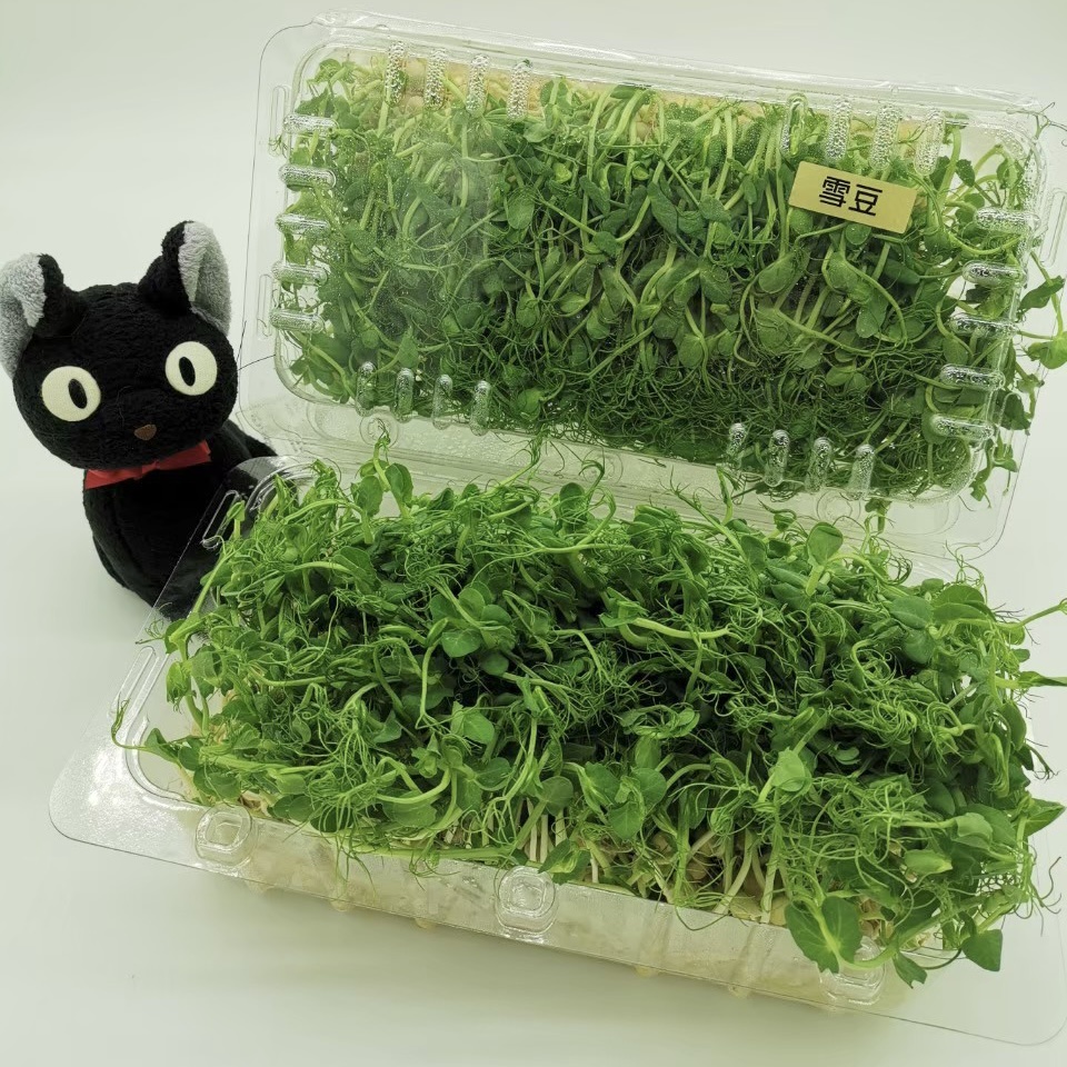 喵菜園 植物工廠雪豆苗 含海綿需預訂 西餐擺盤沙拉擺盤冷藏寄件 蝦皮購物