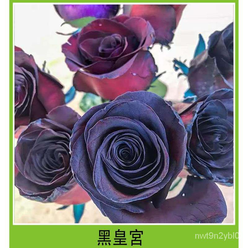 玫瑰花種子多品種四季開花易種盆栽花卉觀花植物 蝦皮購物