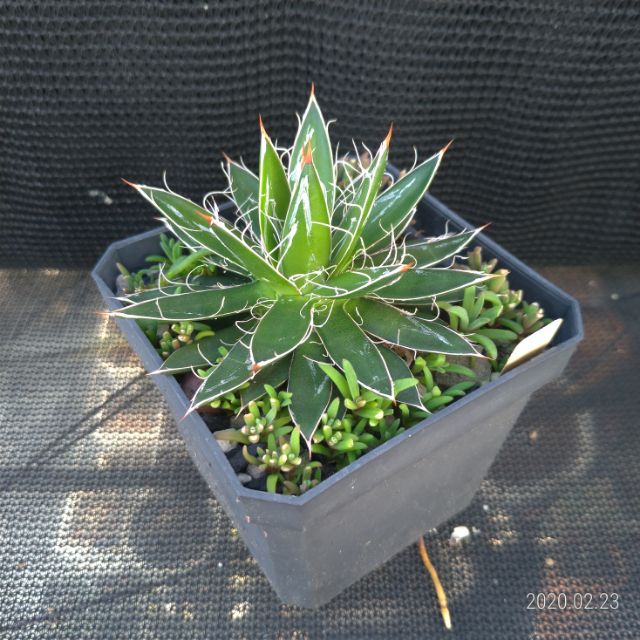 白系王妃龍舌蘭側芽 蝦皮購物