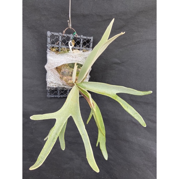 鹿角蕨-P.Veitchii 銀鹿 (己上板)-療癒植物-文青植物、蕨類植物、雨林植物-上板植物~室內~觀葉~IG網紅