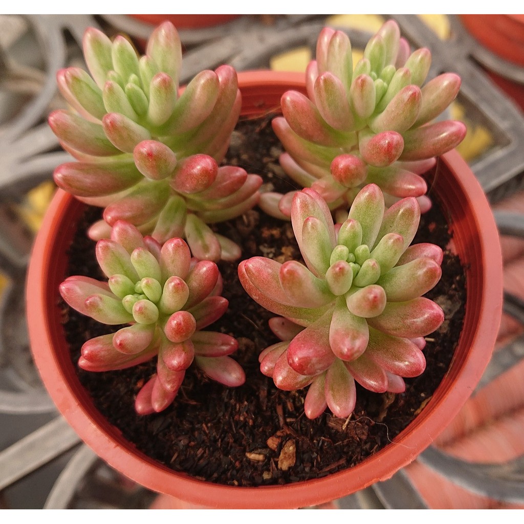 肉食主藝 虹之玉錦 多肉植物 療癒 3吋 蝦皮購物