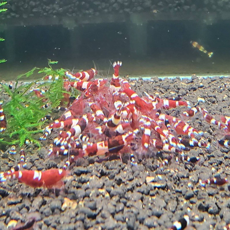 綜合紅金剛 水晶蝦 自家繁殖