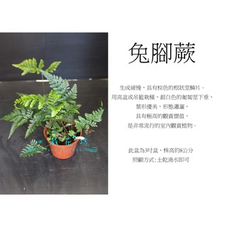 心栽花坊-兔角蕨/兔腳蕨/3吋/蕨類/觀葉植物/綠化植物/售價55特價45