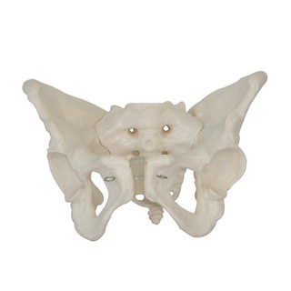 可開發票 女性骨盆模型 女性盆腔模型 女性器官 人體骨骼模型 骨科脊椎醫學教學教具模型 ARGV客滿來