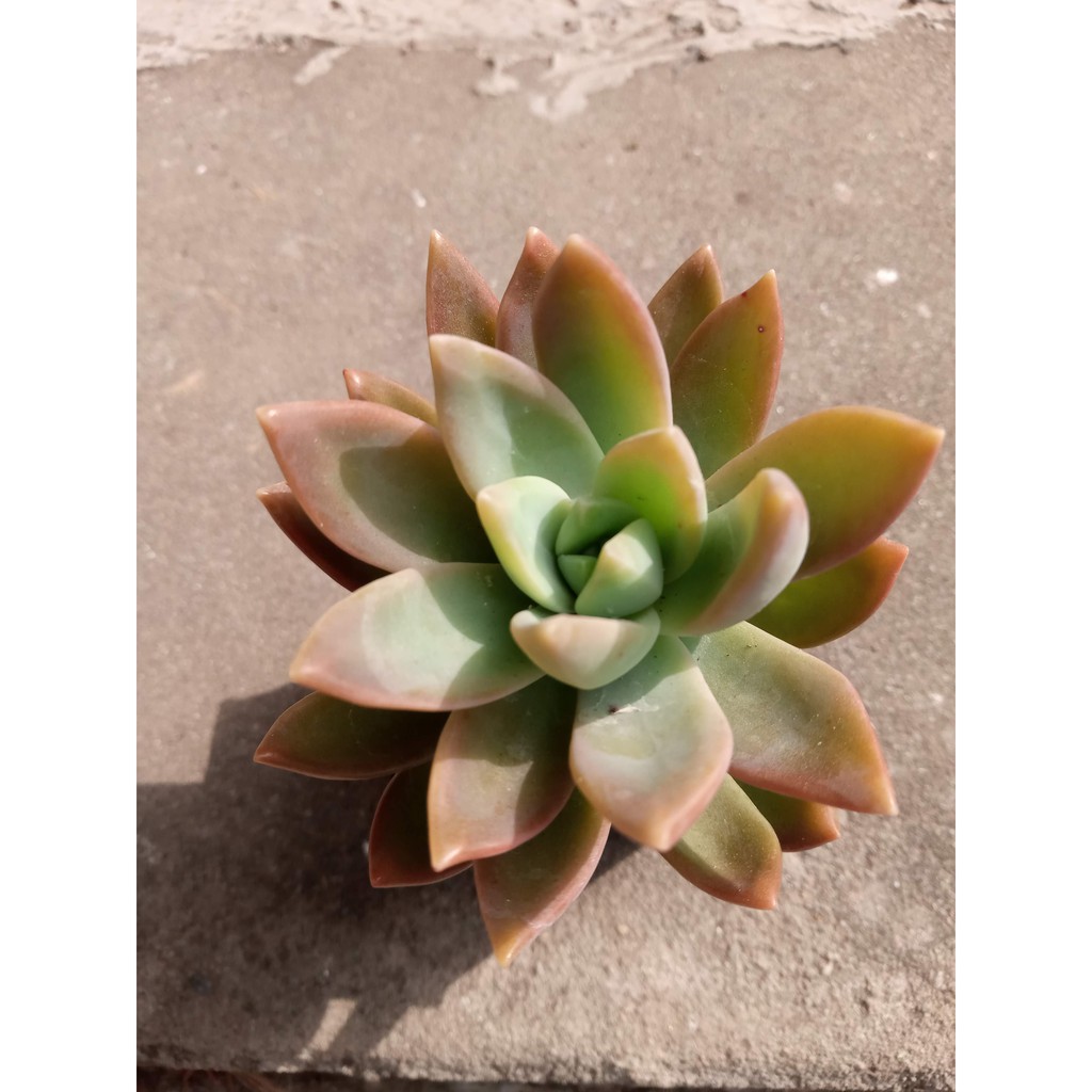 加州夕陽 2吋 多肉植物 好養 新手入門 園藝 Lady Gray多肉 雜貨小舖 蝦皮購物