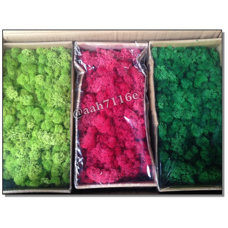 花語人造花資材園藝用品婚禮小物馴鹿水草進口乾燥花材 Moss禮盒 大盒 真品乾燥花永生花 蝦皮購物