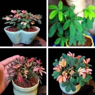 臺灣現貨 四季播種 含羞草種子 彩葉含羞草 盆栽花卉植物種子 奇趣植物 陽臺辦公 盆栽 含羞草發芽率99%