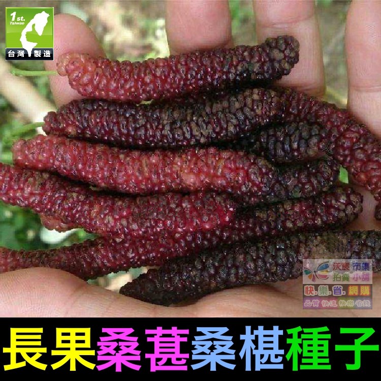 🍇㊣【我想發芽】水果種子 長果桑葚 桑椹 種子 四季長果桑 桑棗桑葚子 產量高 可釀酒 泡酒 (約20粒/包)