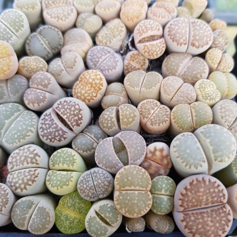 瘋肉植物園 多肉植物 韓國嚴選 石頭玉 隨機出貨 蝦皮購物