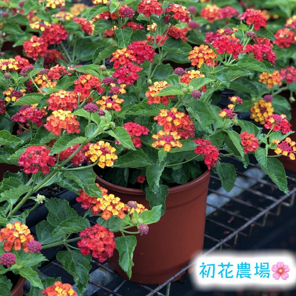 初花農場2店 馬櫻丹 5吋盆 不挑色 觀花植物 超取1箱2棵 定價0特價150 蝦皮購物