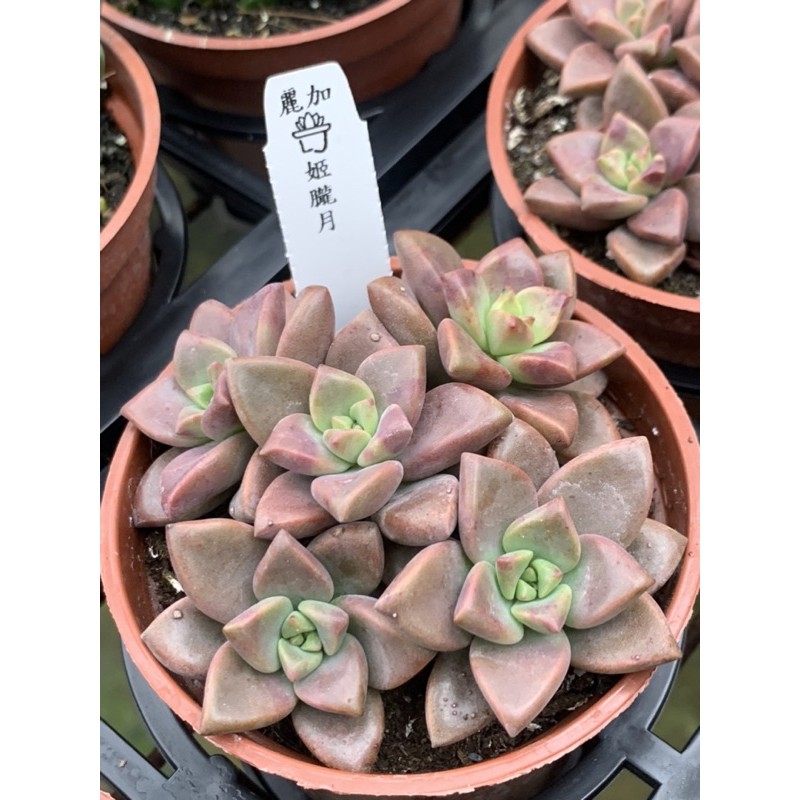 麗加蘭園 多肉植物 姬朧月 新手推薦多肉 現貨為三頭盆 蝦皮購物