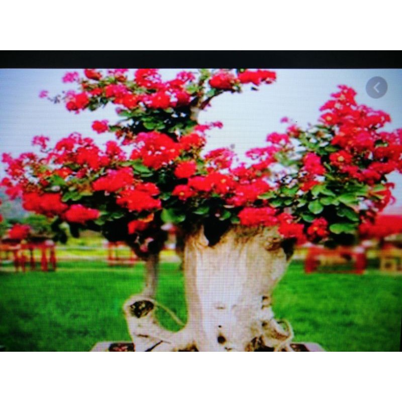 阿伯要退休出清便宜賣紫薇花百日紅花期長達百日喜日照好種植很會開花老盆養多年粗頭高度約45公分一盆只賣299超商免運費