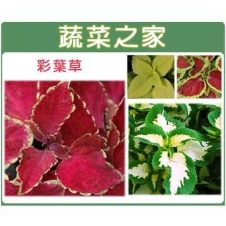 蔬菜之家滿額免運【00H27】大包裝.彩葉草(混合色，高40~50cm)種子1.5克(約2500顆)