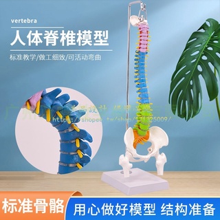 彩色人體脊椎45cm脊柱模型帶骨盆+股骨 人體骨骼模型懸掛式軟腰椎【美品LDYX】