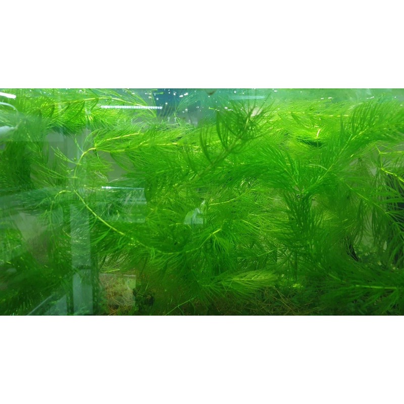 光欣蝦舍 金魚藻水草 買10送1 水族 蝦皮購物