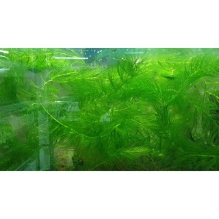 墨耘水草 金魚藻 水中葉 10株 30元後景不需co2 耐熱陰性草新手級 蝦皮購物