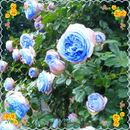 25款大花爬藤薔薇種子爬藤玫瑰種子藤本月季種子植物花卉種籽四季播種爬藤玫瑰種子 蝦皮購物