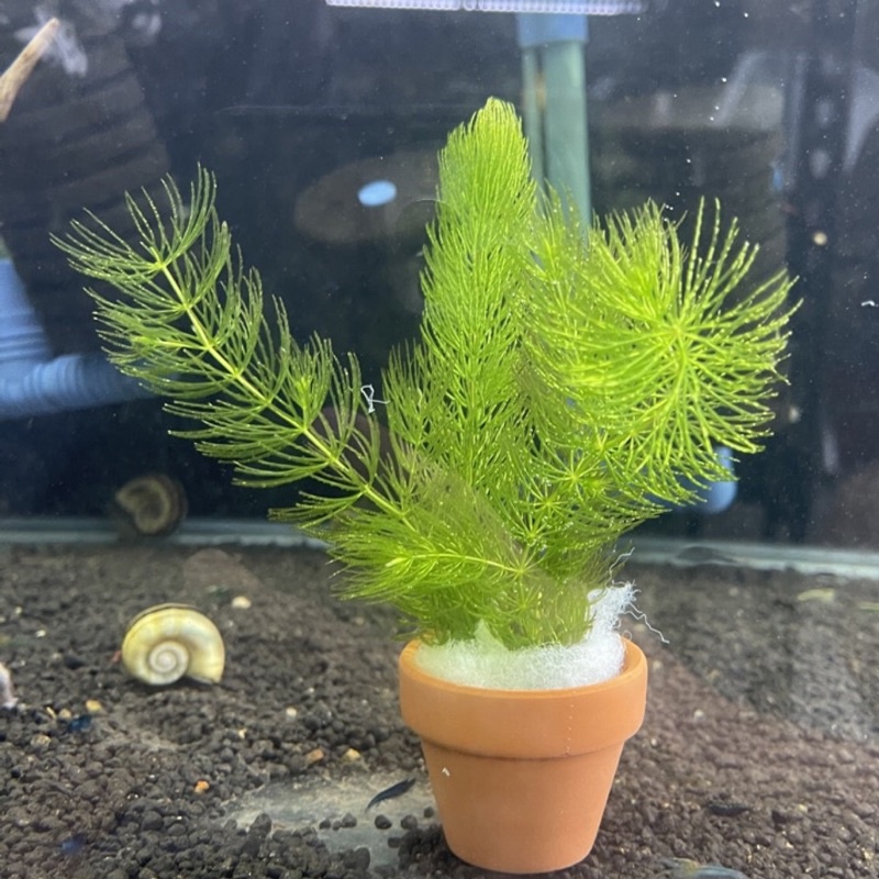 攻略 陶瓷盆栽 水族造景水草 蝦皮購物