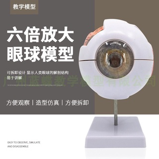 ♥❤正品高階專業版醫用人體眼球解剖模型眼睛解剖結構五官眼科模型