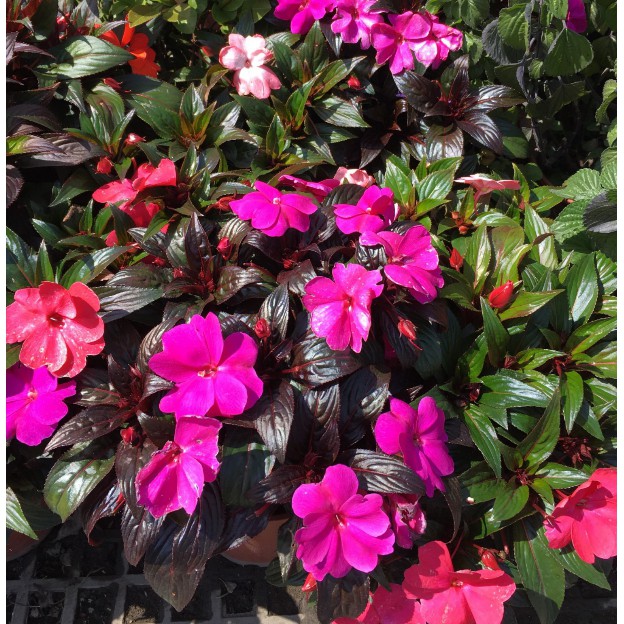 花囍園 季節花卉植物 新幾內亞鳳仙花 隨機出 鳳仙花科 鮮豔的花色 6吋高約12 15cm 特價110 蝦皮購物