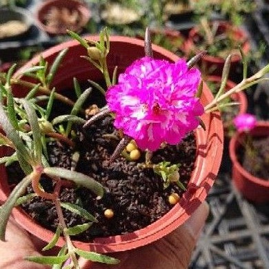 開心農元-觀花植物-太陽花 重瓣松葉牡丹 枝條