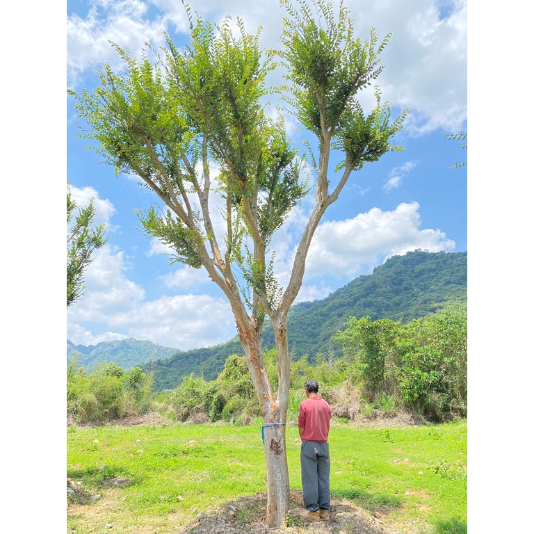 隆昌園-庭園樹-榔榆5（紅雞油）(另售桂花五葉松梅子樹雪松羅漢松櫻花真柏雞蛋花台灣油杉)