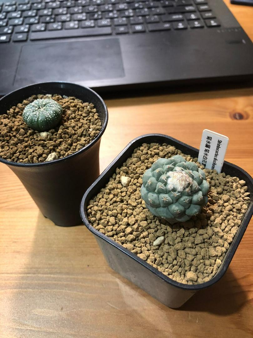 植陽光房 菊水屬菊水strombocactus Discifomis 實生 蝦皮購物