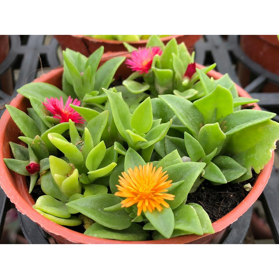 沅鈺農場多肉植物太陽玫瑰 花蔓草 露養植物有葉傷 蝦皮購物