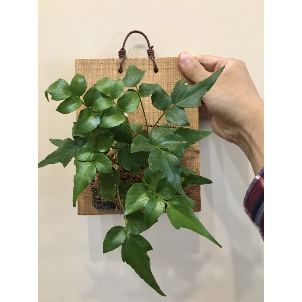 霧林 新蕨上板療癒小物桌上植物蕨類上板植物植物上板上板多肉植物鹿角蕨 蝦皮購物