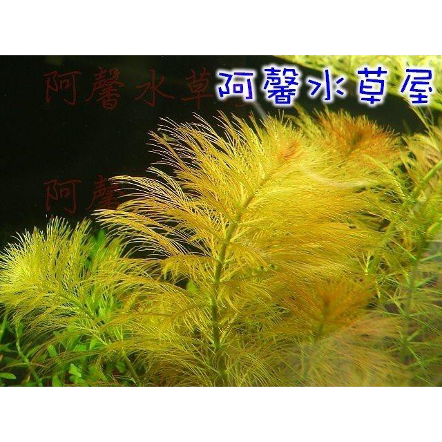 阿馨水草屋 水草造景 紅羽毛 10株45元水上葉狀態水族景觀設計造景裝飾水族箱真的水草缸專賣店 蝦皮購物