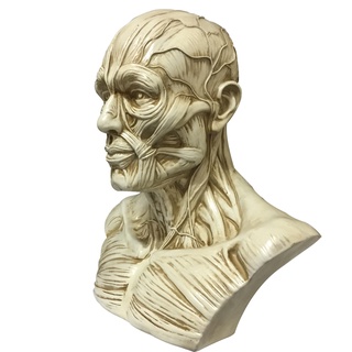 仿真 骷顱頭 1:3藝用人體肌肉骨骼頭雕骷髏頭骨繪畫參考 胸像解剖頭顱模型美術 裝飾骷顱 萬聖節擺件 鬼屋佈置