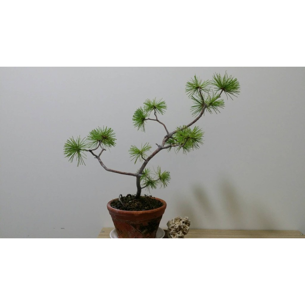 台中瘋小品 小品盆栽 五葉松 7 特價 蝦皮購物