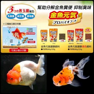 【彩虹騎士】GEX 日本五味 金魚元氣，增艷健康飼料（善玉菌配方）(220g) ，含乳酸，納豆，酵母三種益菌