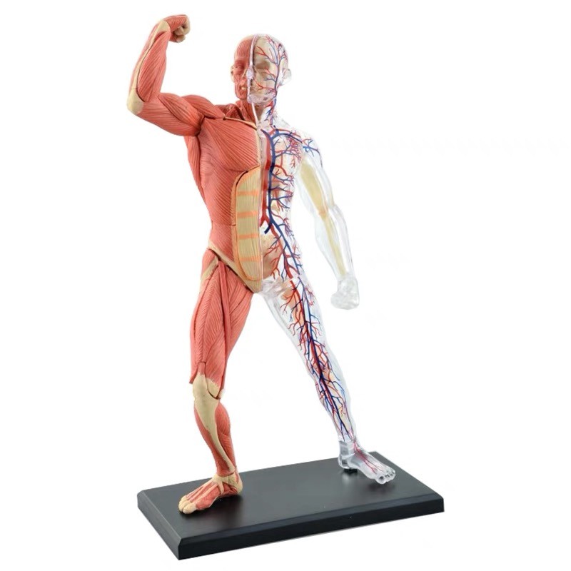 4D MASTER 益智拼裝玩具 人體肌肉人器官解剖模型 醫學教學DIY科普用具