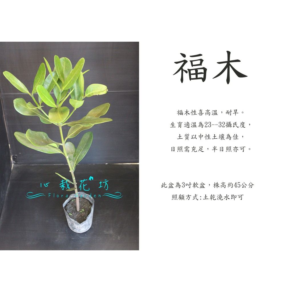 心栽花坊 福木 3吋 小品 綠化植物 綠籬植物 售價60特價50 蝦皮購物