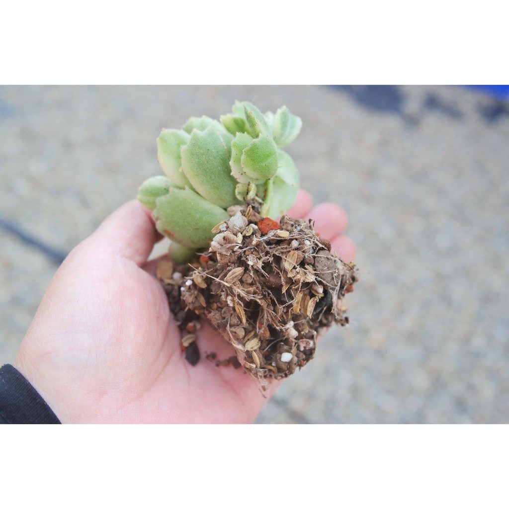 荳荳多肉植物與小雜貨天然多肉仙人掌專用介質土 量販包 買5送1 Findprice 價格網