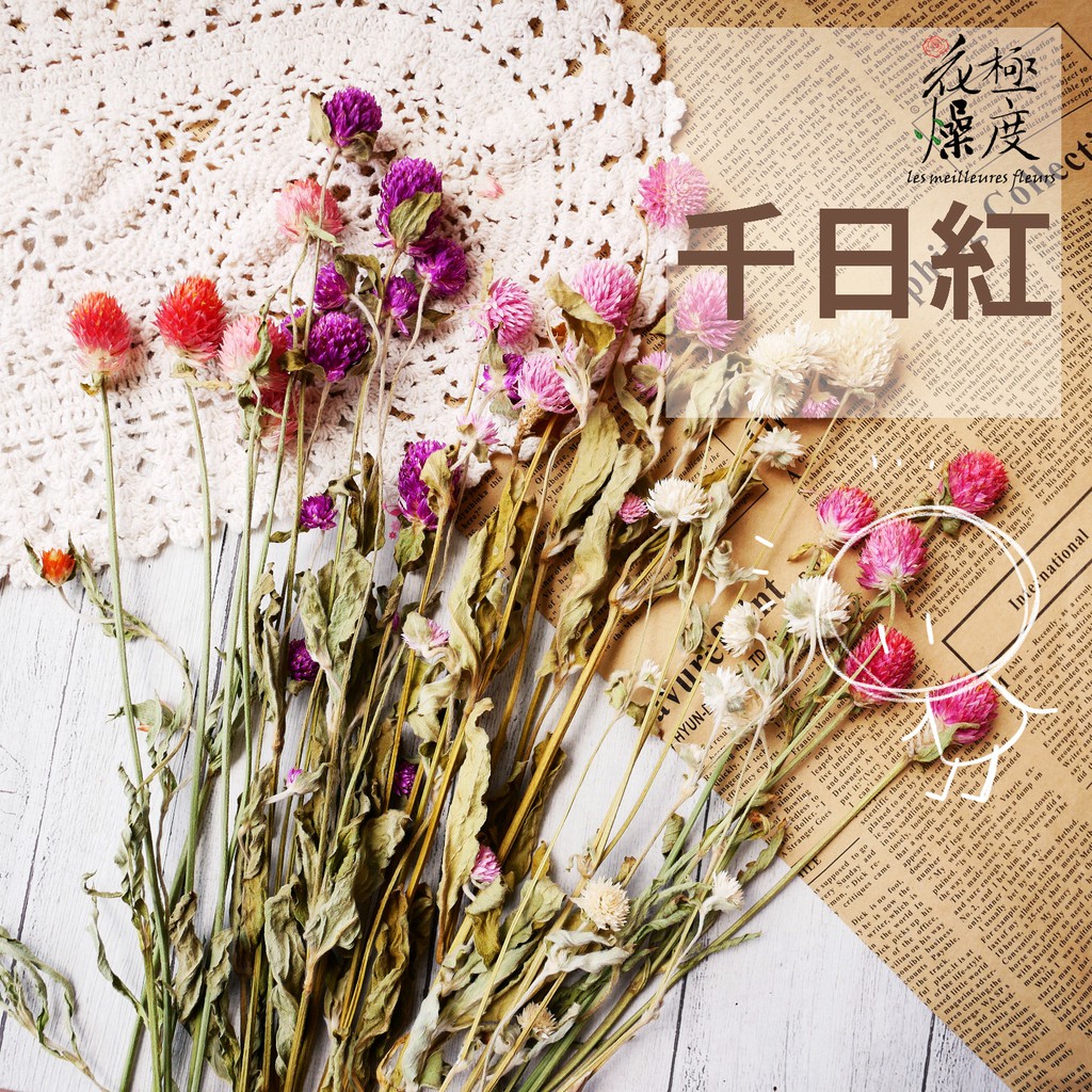 現貨千日紅圓仔花 極度花燥 圓仔果實千日夏日花束捧花乾燥花不凋花材料永生花花材手作聖誕節 蝦皮購物