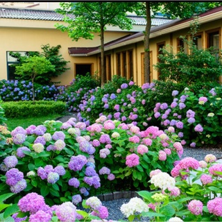 繡球花種子 易活好種子盆栽花草植物鮮花花子 室內室外四季開 易活盆栽植物木 繡球秋冬天種八仙花種子 種子四季開花庭院