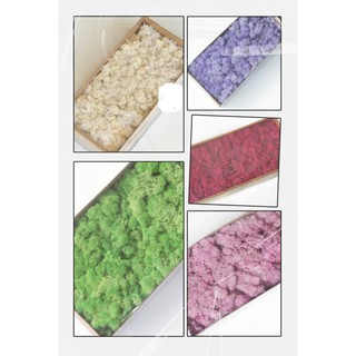 永生苔的價格推薦 21年8月 比價撿便宜