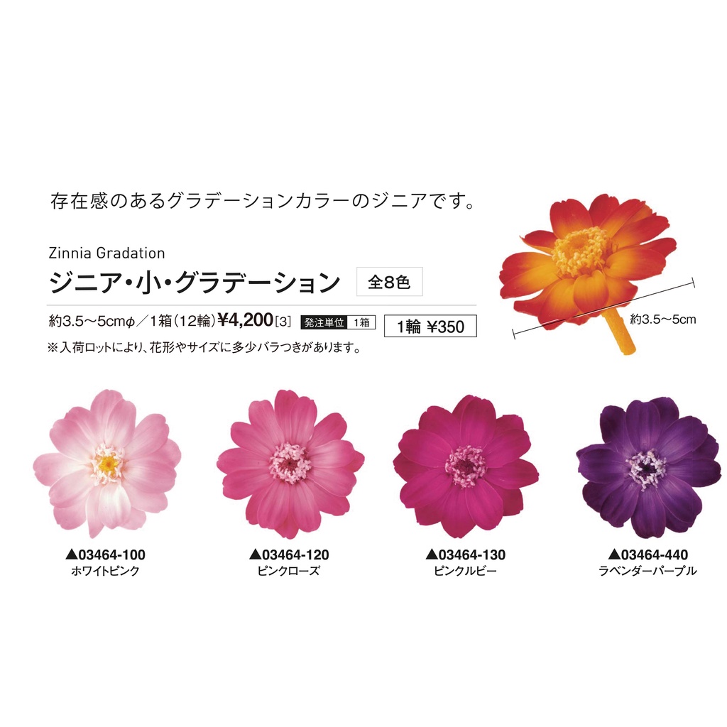 Loveoneflowers 日本大地農園 漸層不凋百日菊 百日菊 百日草 波斯菊 永生花網路花店花材嚴選 蝦皮購物