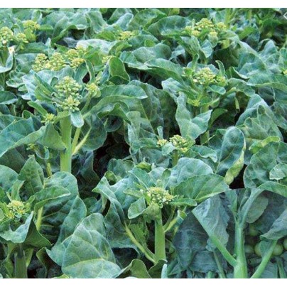 大包裝蔬菜種子 日本新品種青花菜筍 F057 蝦皮購物