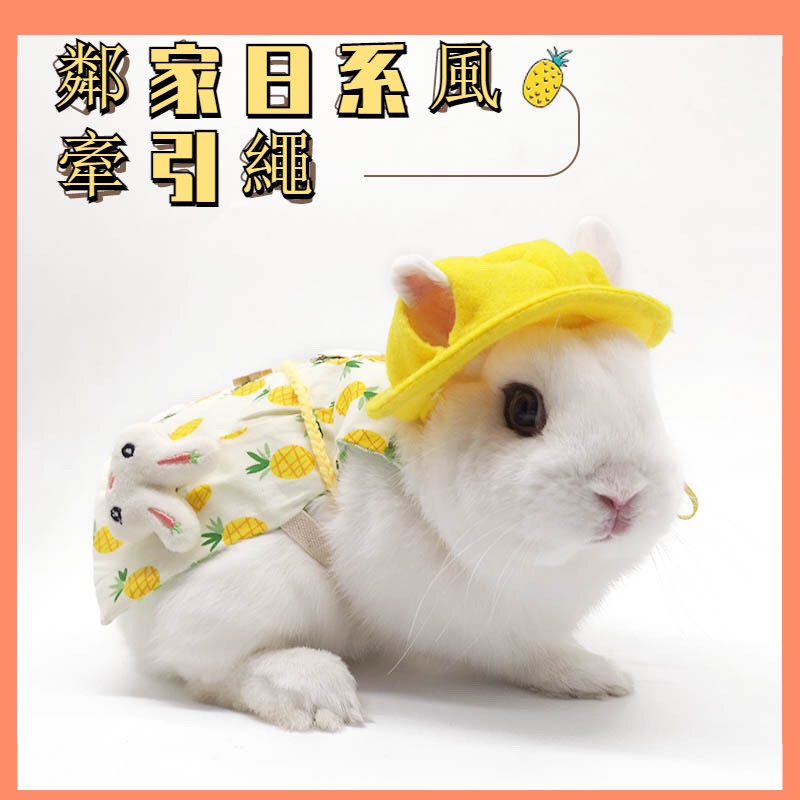 天竺鼠衣服 Ptt Dcard討論與高評價網拍商品 21年9月 飛比價格