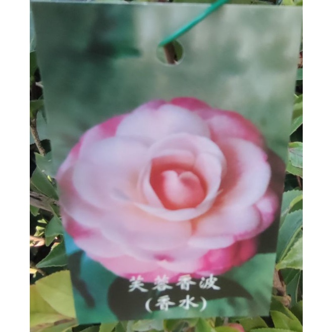 芙蓉香波茶花盆栽 6吋盆 花美又香 花苞特多