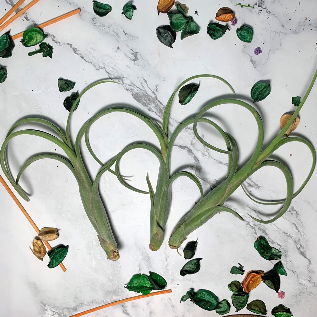 小玩植 空氣鳳梨 花中花 花梗芽品種 Tillandsia Intermedia 花中花 蝦皮購物