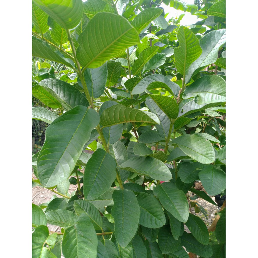 柚樂木 芭樂葉芒果葉樟樹葉蓮霧葉寵物牧草竹節蟲食料下單採收新鮮出貨 蝦皮購物